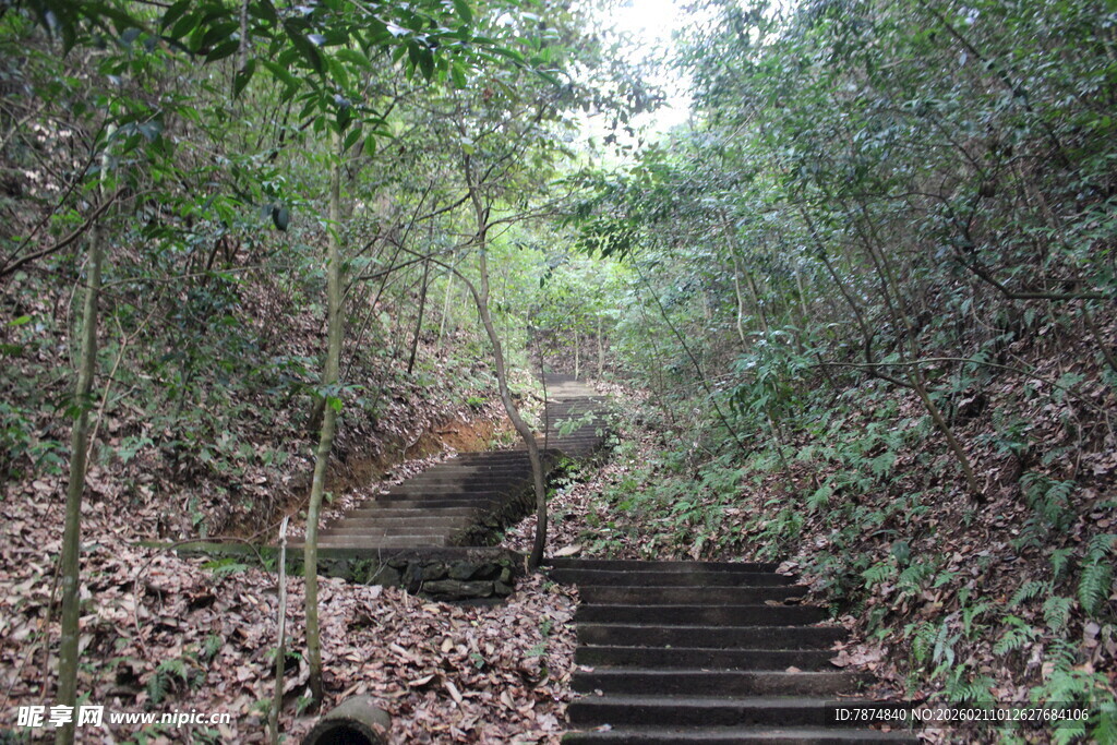 婺源林间石阶 自然静谧之景