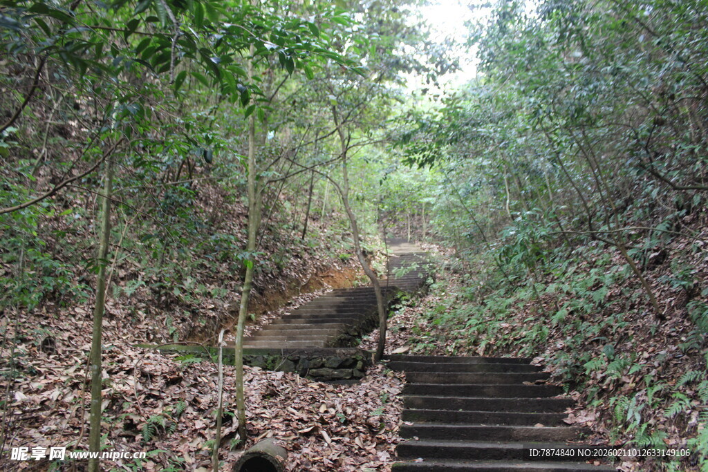 婺源林间石阶小道 自然景致