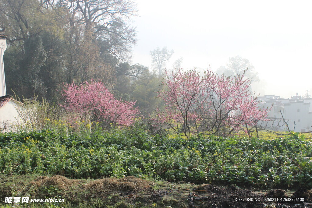 婺源春日繁花绿植景观