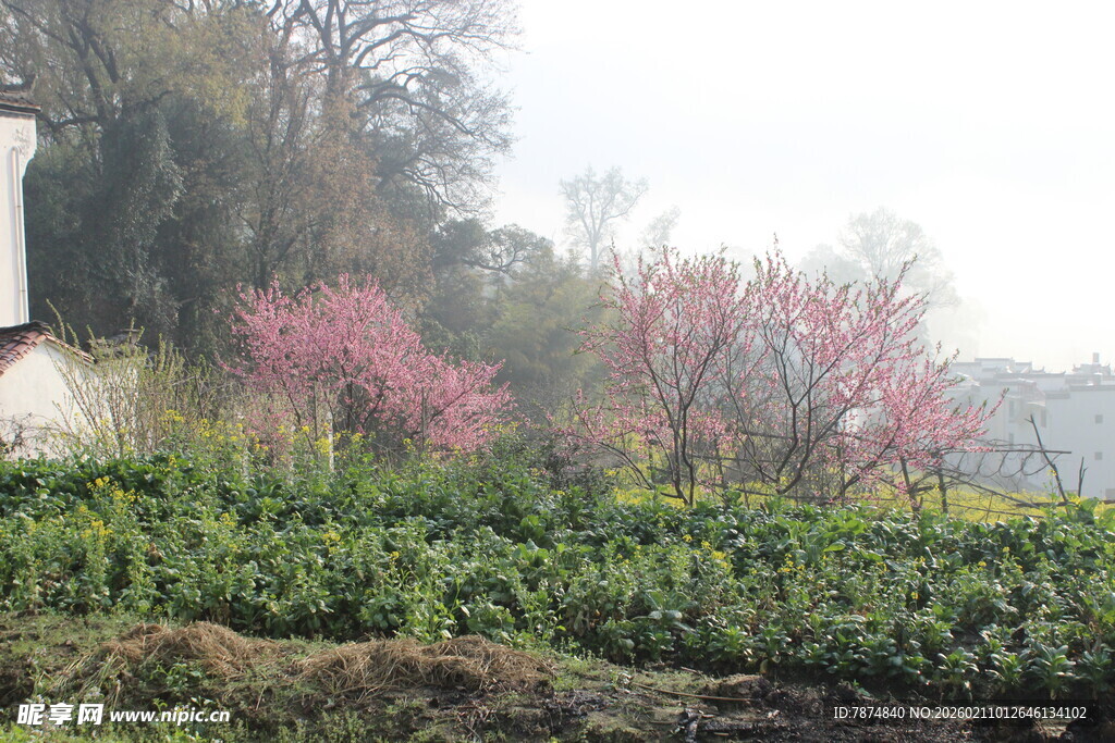 婺源春日园林花卉景观