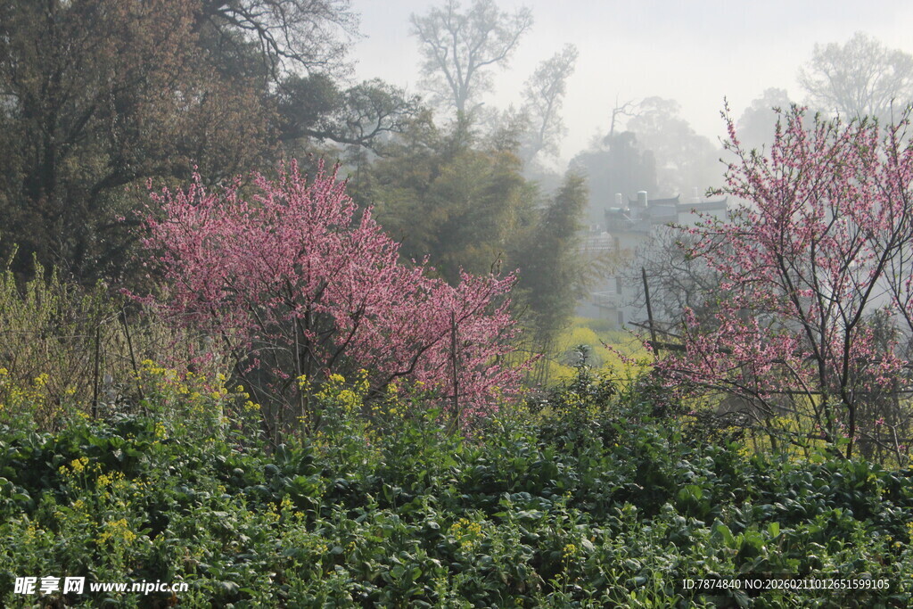 婺源春日繁花盛开的自然景致