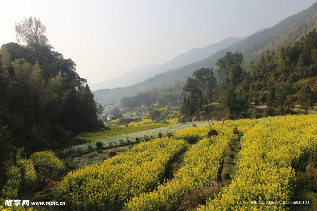 婺源山间金黄花田美景