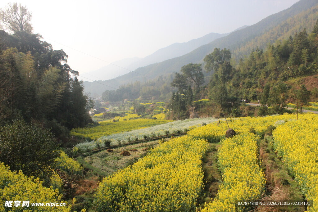 婺源山间油菜花海田园美景