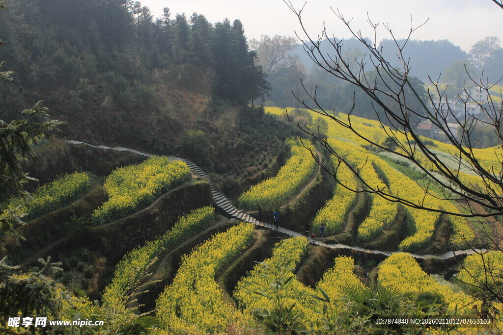 婺源山间梯田油菜花美景