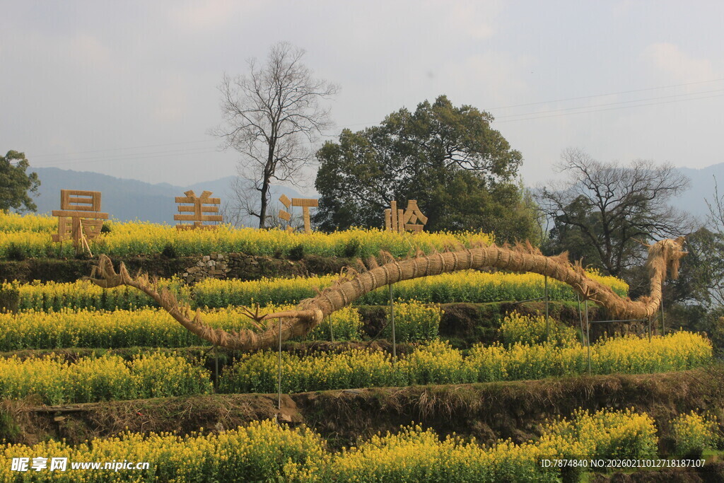 婺源梯田花海中的巨龙景观