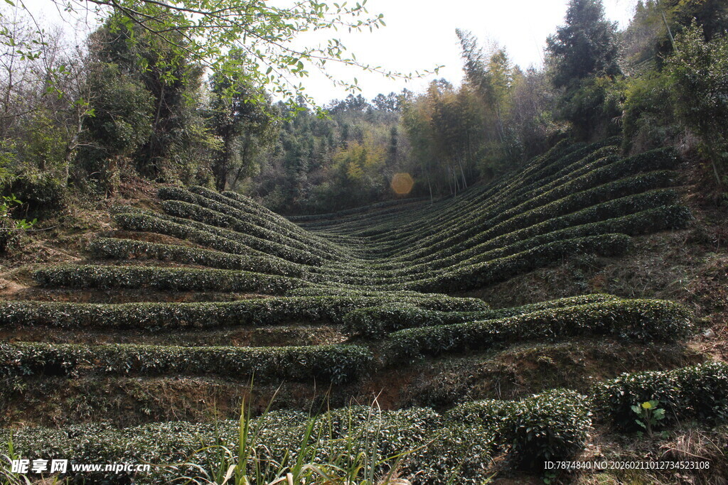 婺源层层叠叠的美丽茶山景色