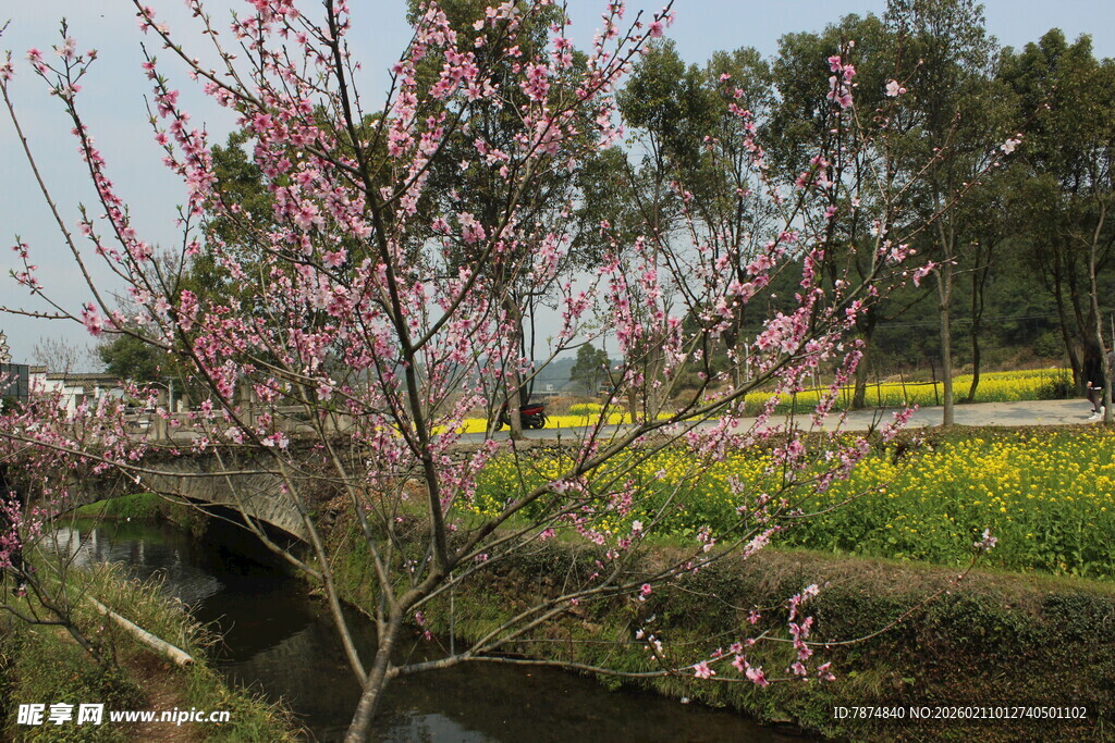 婺源春日河畔桃花油菜花美景