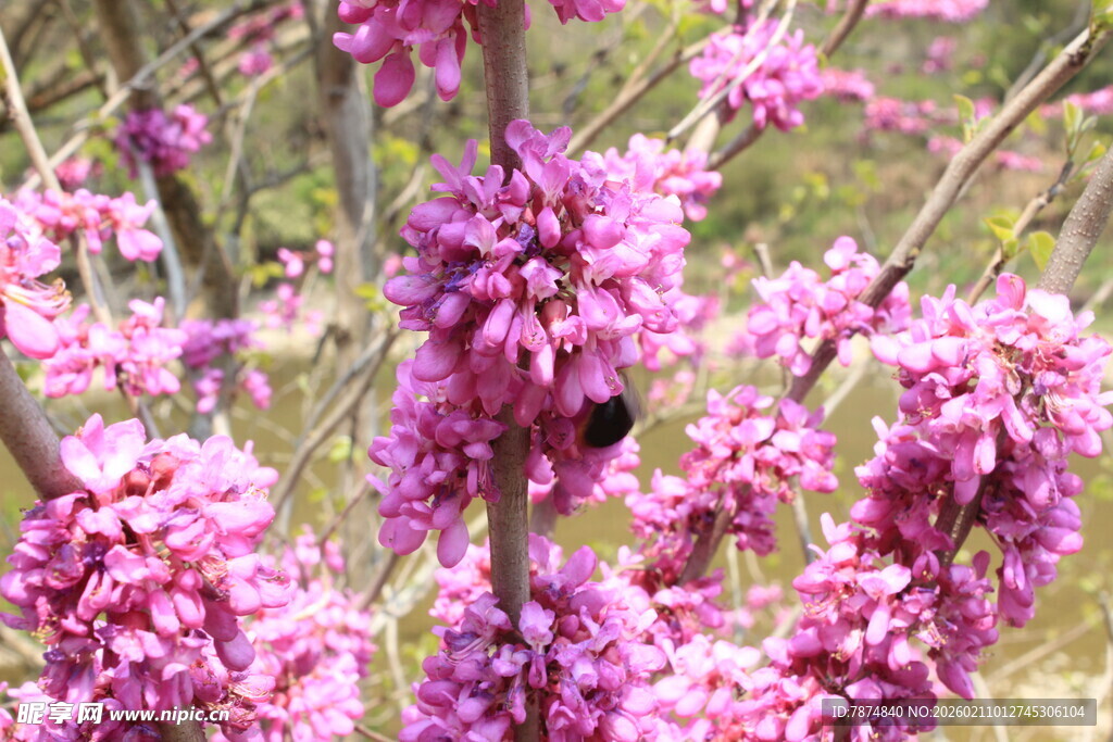 婺源粉色花丛中的蜜蜂