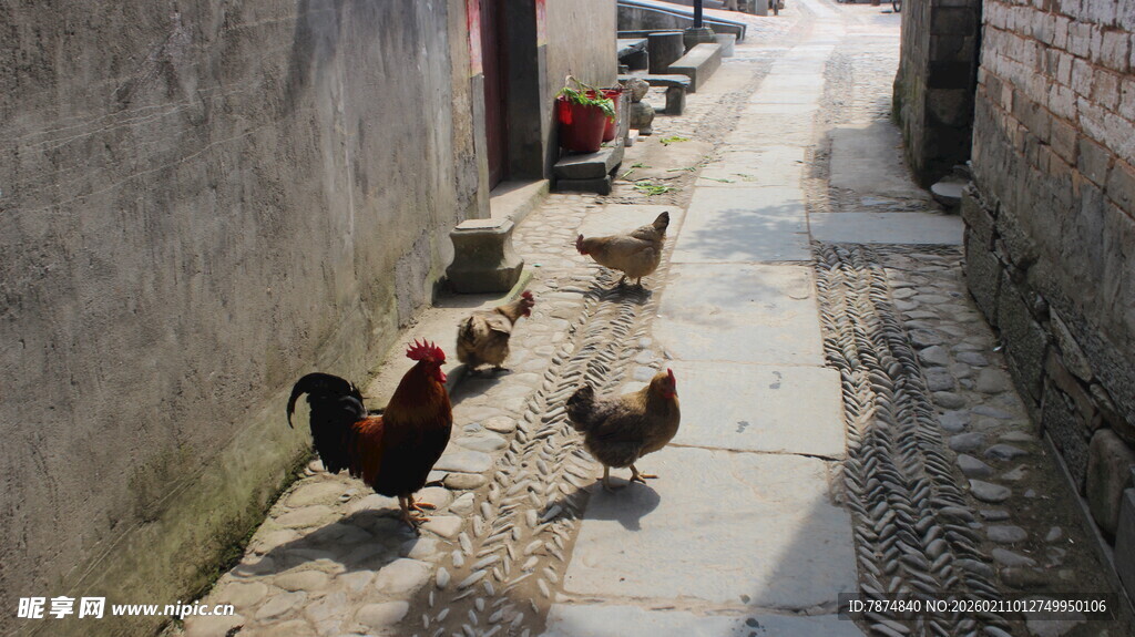 婺源小巷中漫步的一群鸡
