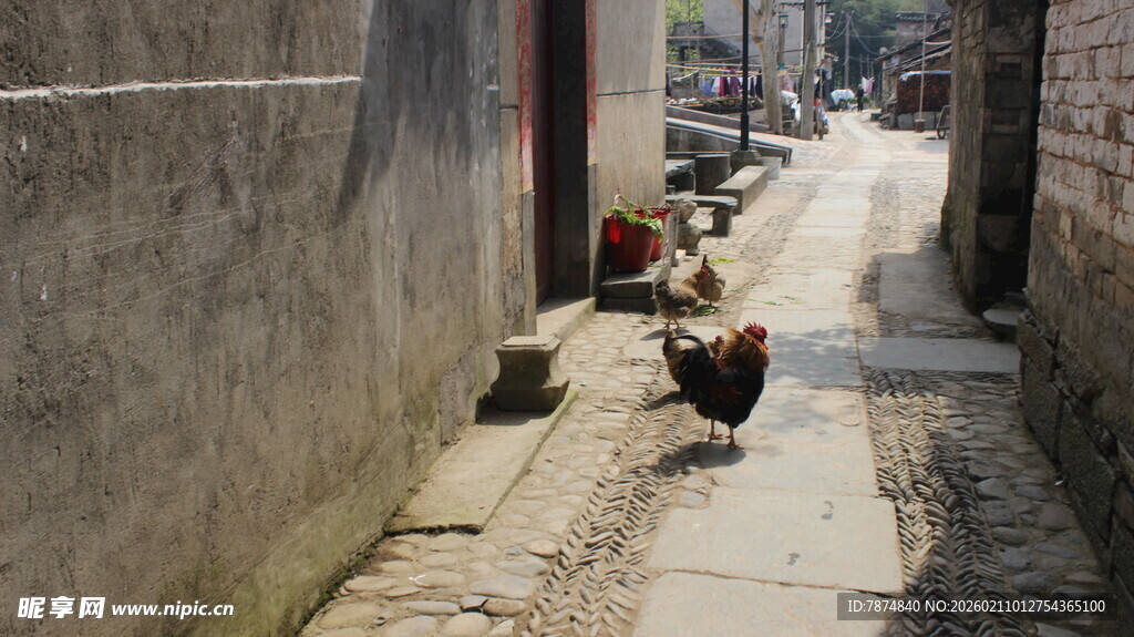 婺源小巷中漫步的几只鸡