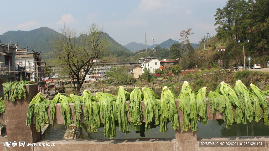 婺源乡村晾晒的翠绿农作物