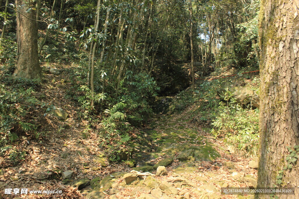 婺源茂密森林中的自然小径