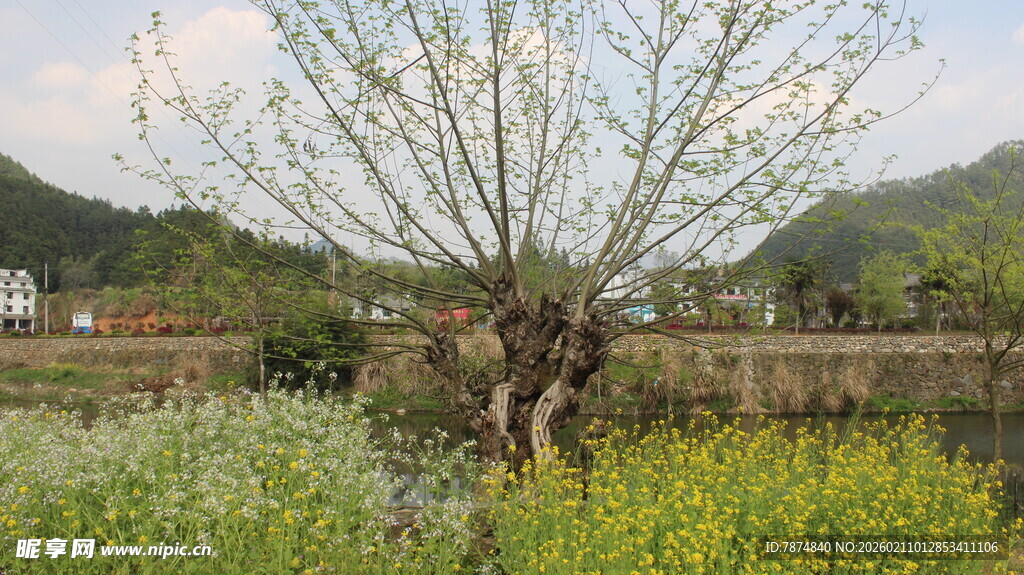 婺源春日河畔老树绽新枝