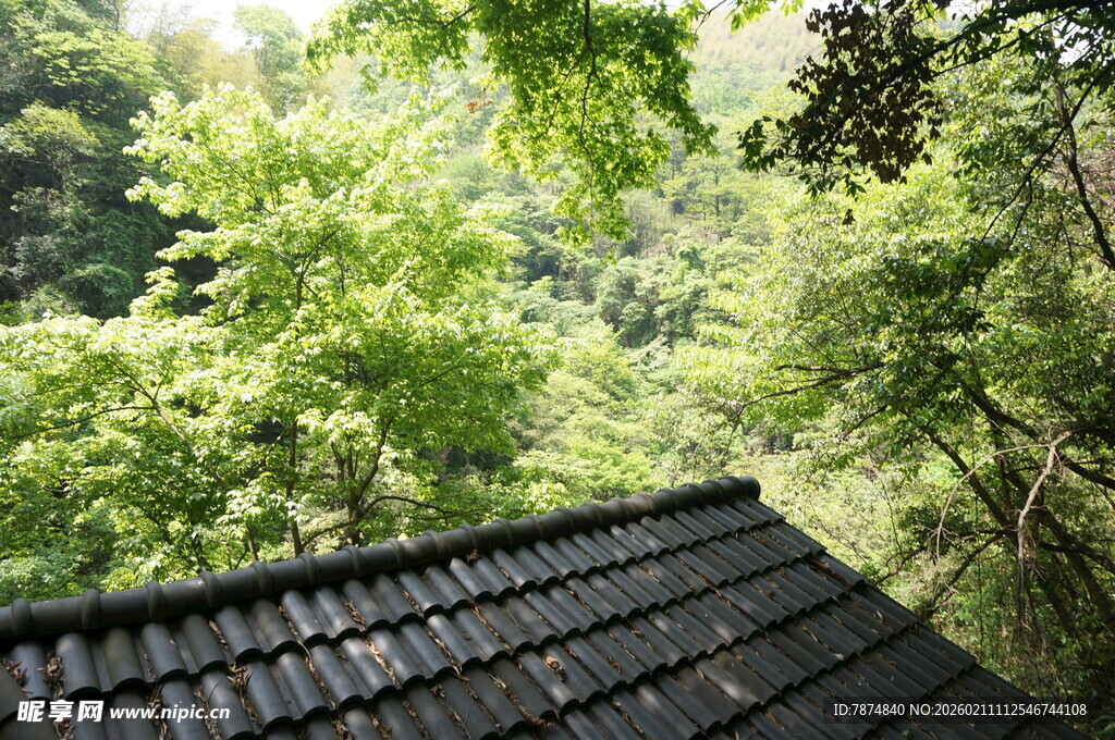 林间屋顶 绿意环绕之景