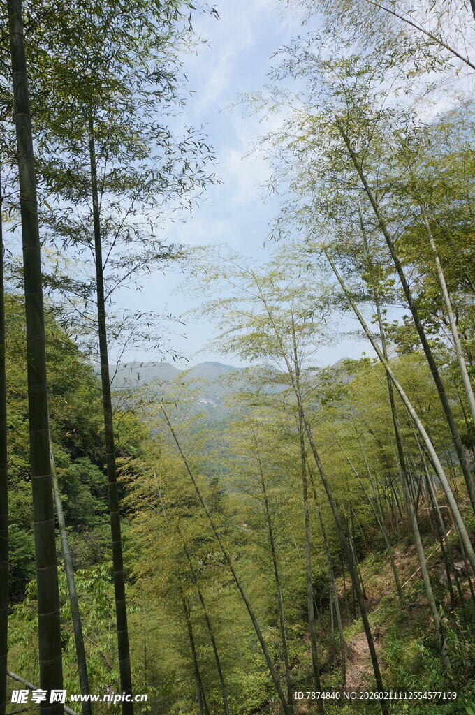 山林翠绿景致