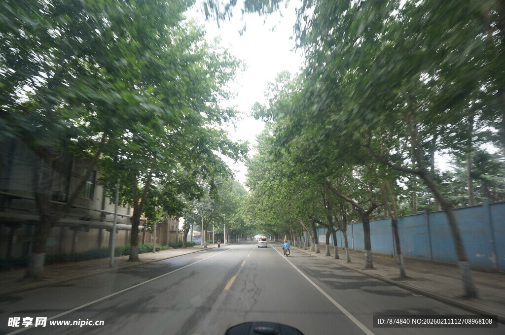 林荫覆盖的宁静街道