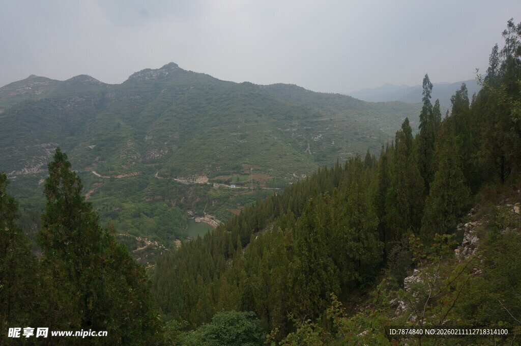 山间葱郁林木景观