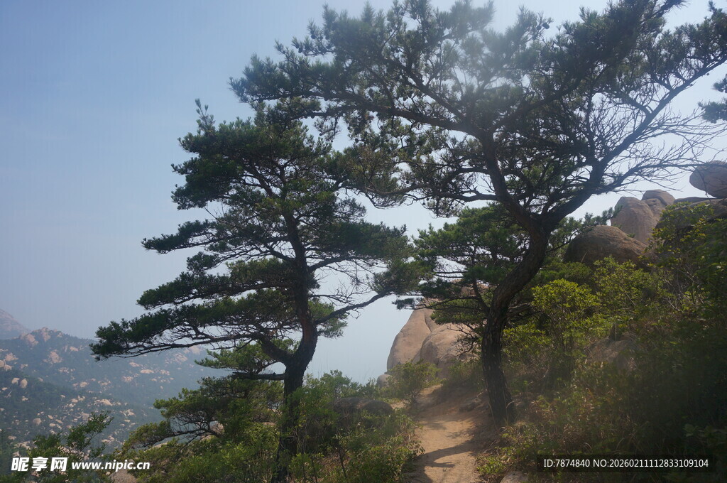 山间挺拔松树风景