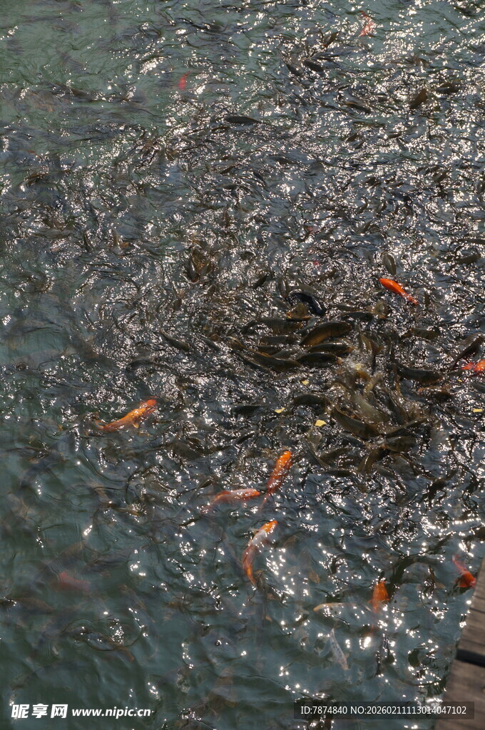 池塘中群聚游动的多彩小鱼
