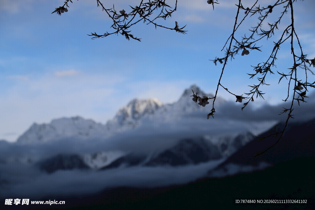 雪山前的枝头景致