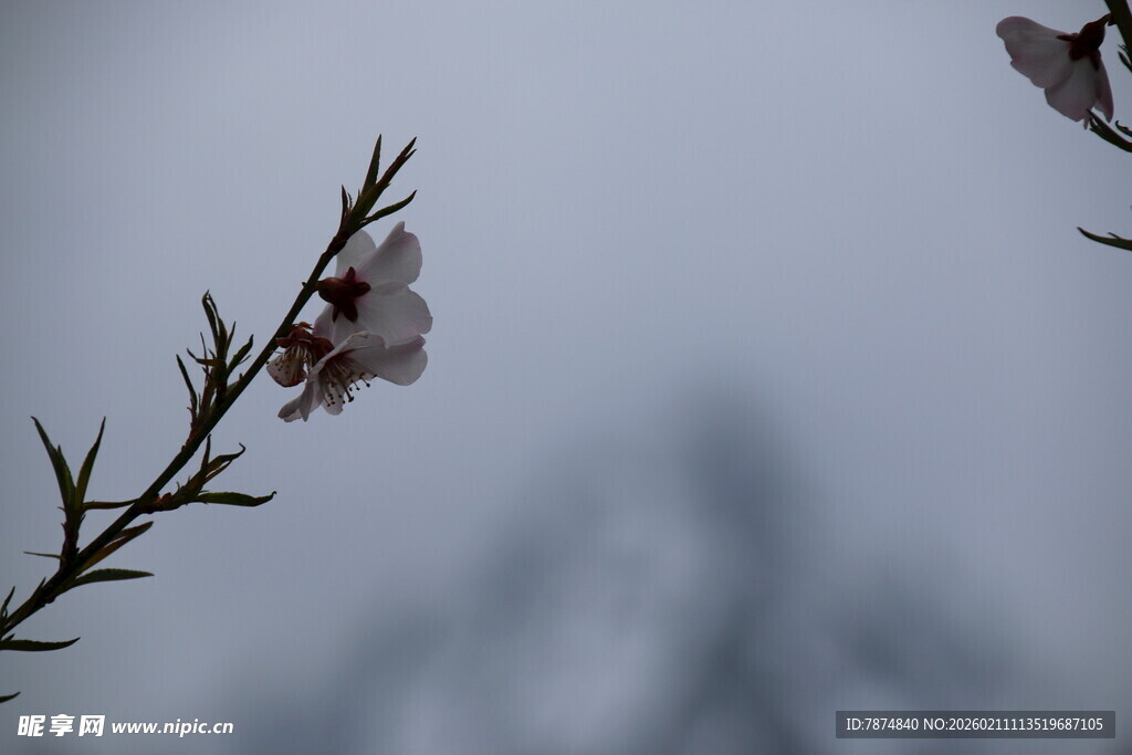 枝头白花绽 背景朦胧景