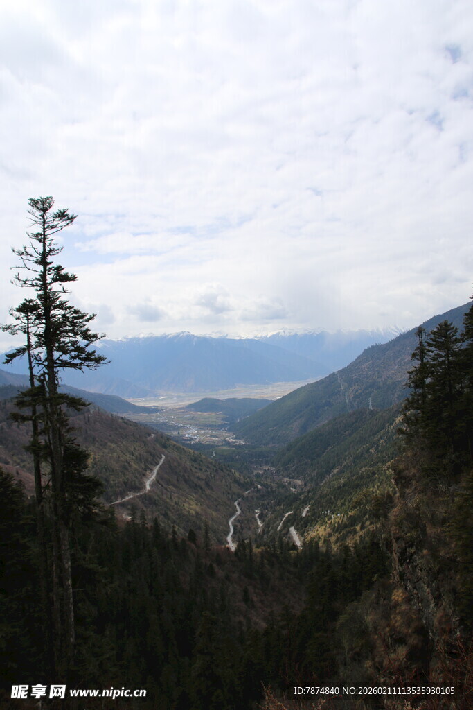 山间景致 挺拔树木伴远山