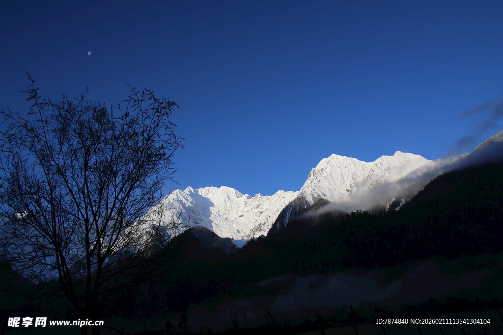 雪山与孤树的静谧景致