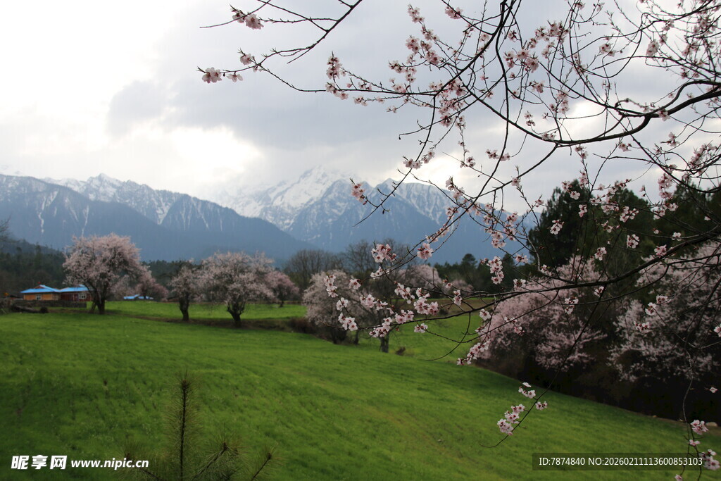 春日山间烂漫樱花美景