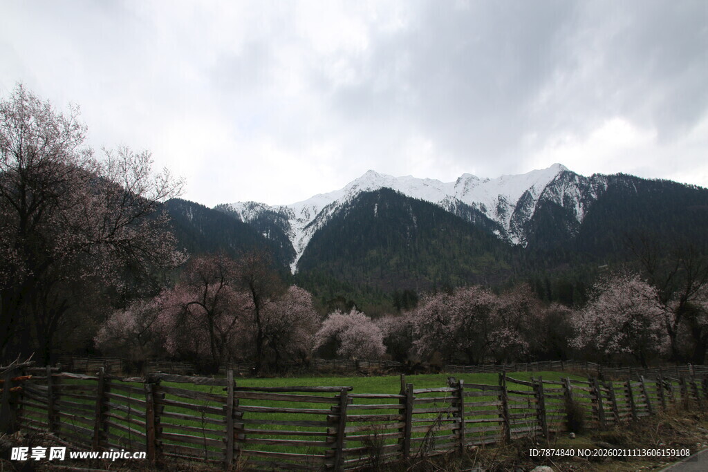 雪山下的烂漫桃花田园