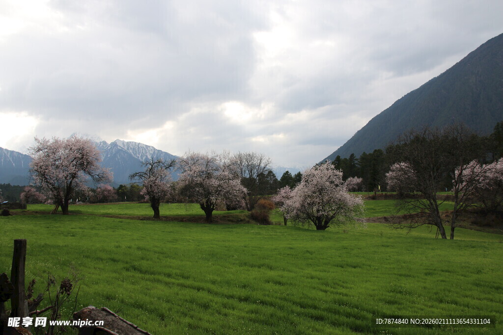 春日草原繁花与远山美景