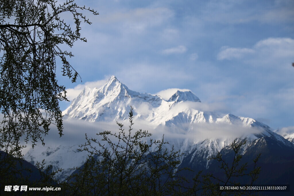 巍峨雪山与葱郁林木