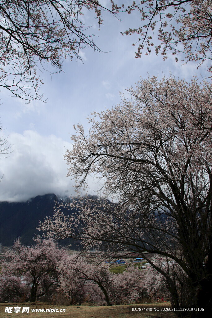 春日樱花树与远山美景
