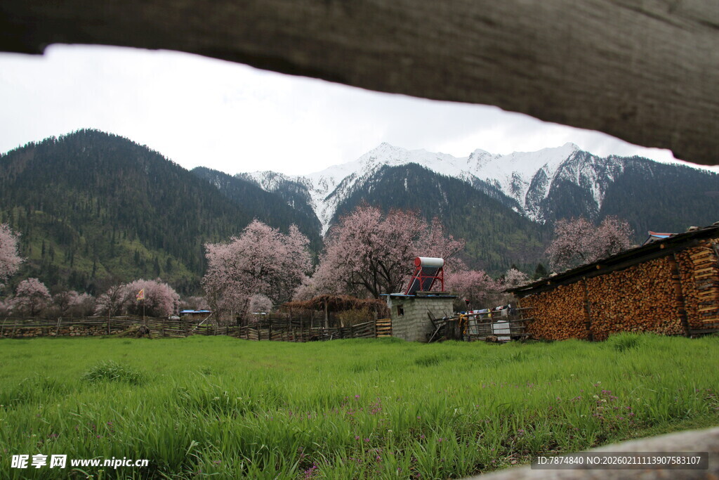 春日山间木屋旁烂漫景致