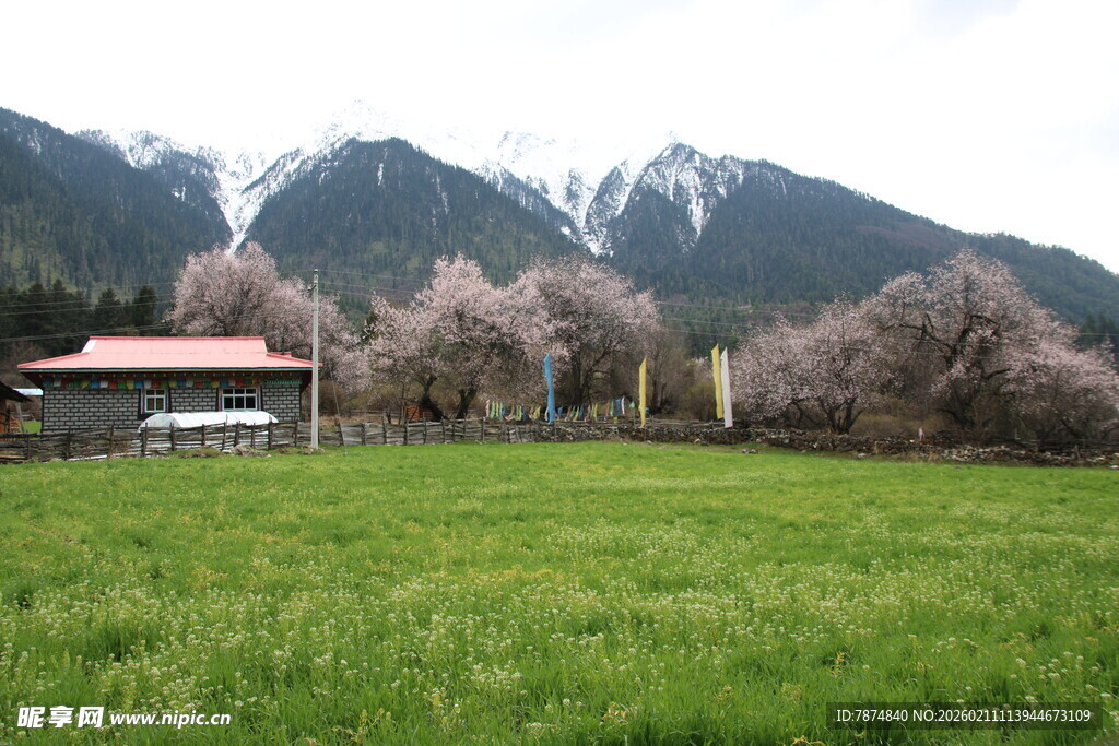 山间草地旁的烂漫樱花景