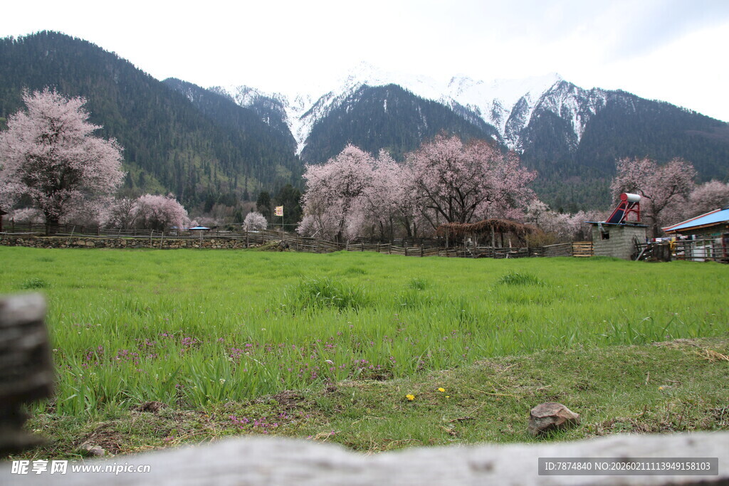 春日山野烂漫樱花美景
