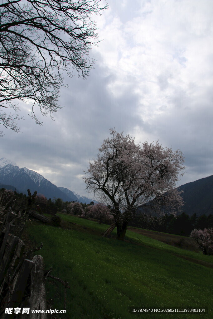 田野孤树 远山云雾景致