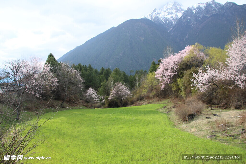 春日山间草地繁花美景