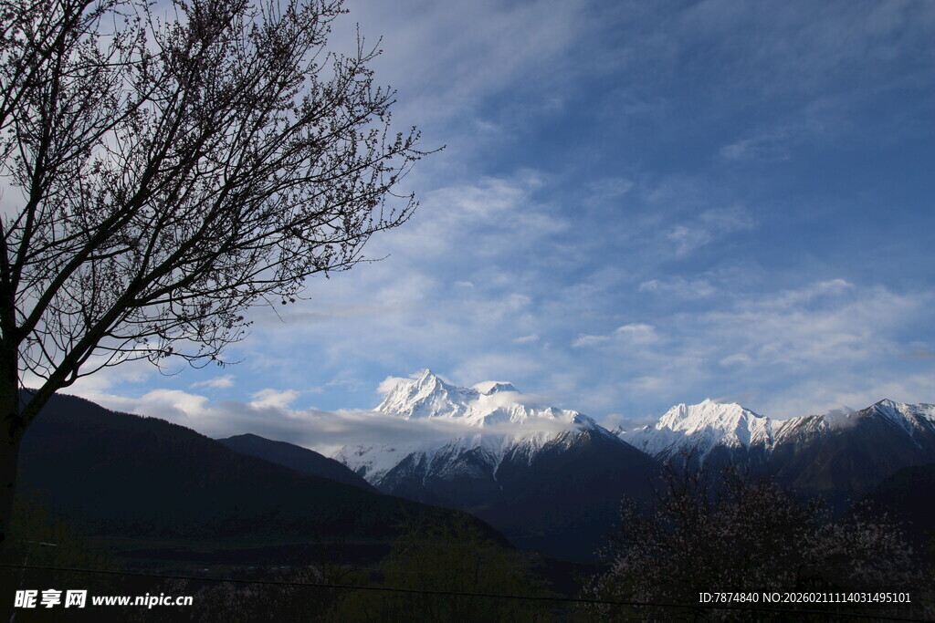 雪山风景 孤树傲立山间