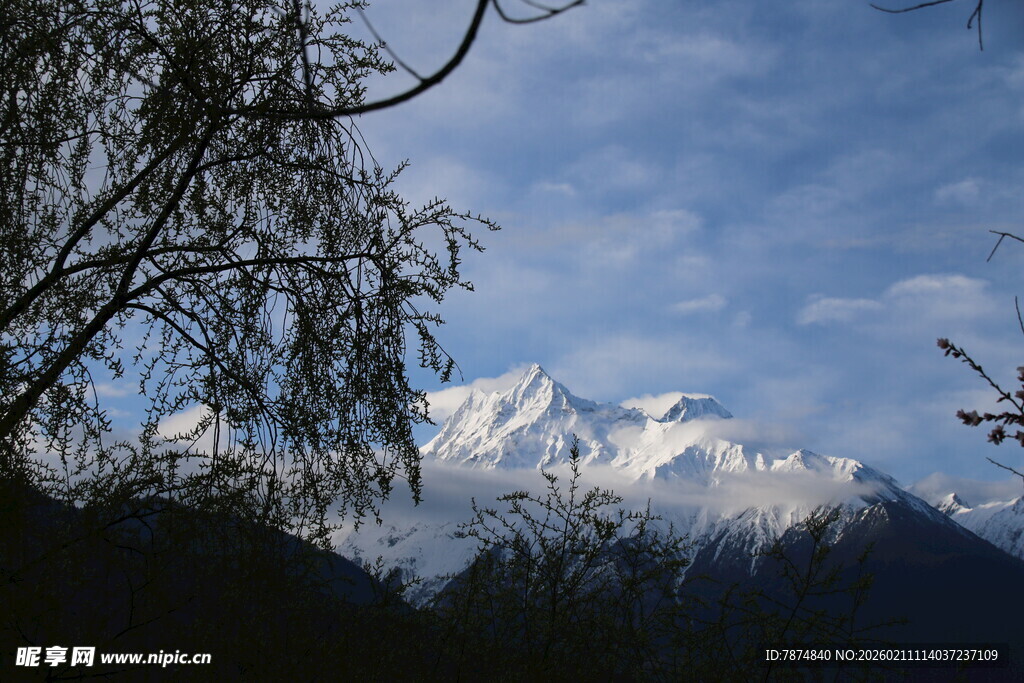 雪山远景 树枝点缀美景