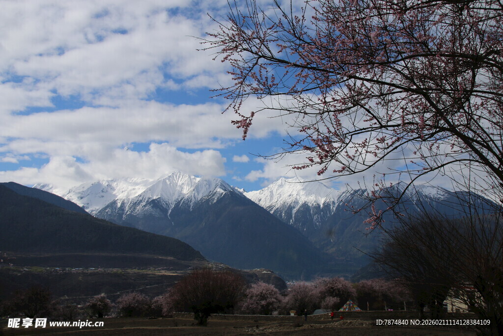 雪山远景与枯树景观