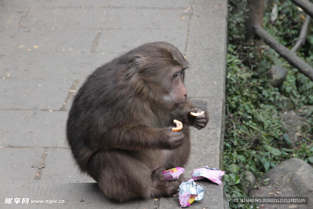 猴子坐在地上吃零食