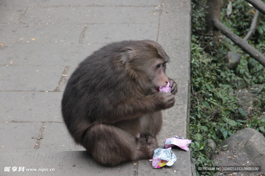猴子坐在地上吃垃圾