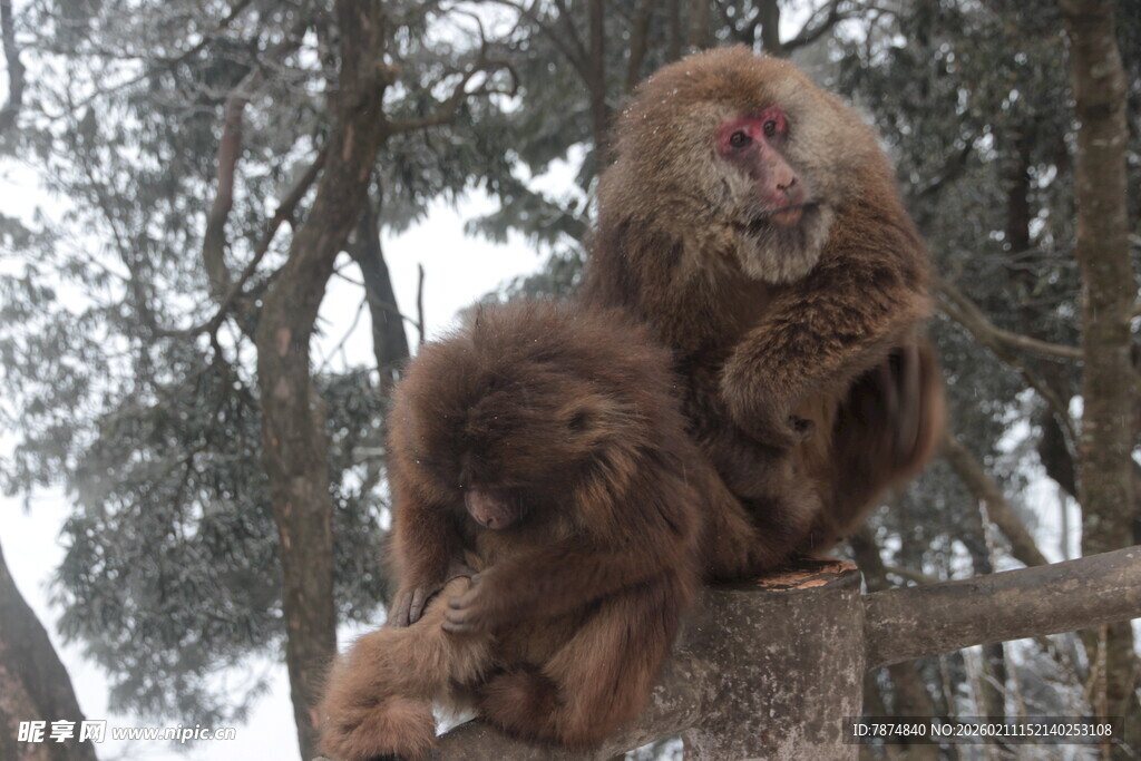 树上亲昵的猴子