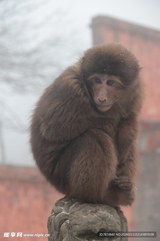 石上小猴 毛发蓬松显可爱