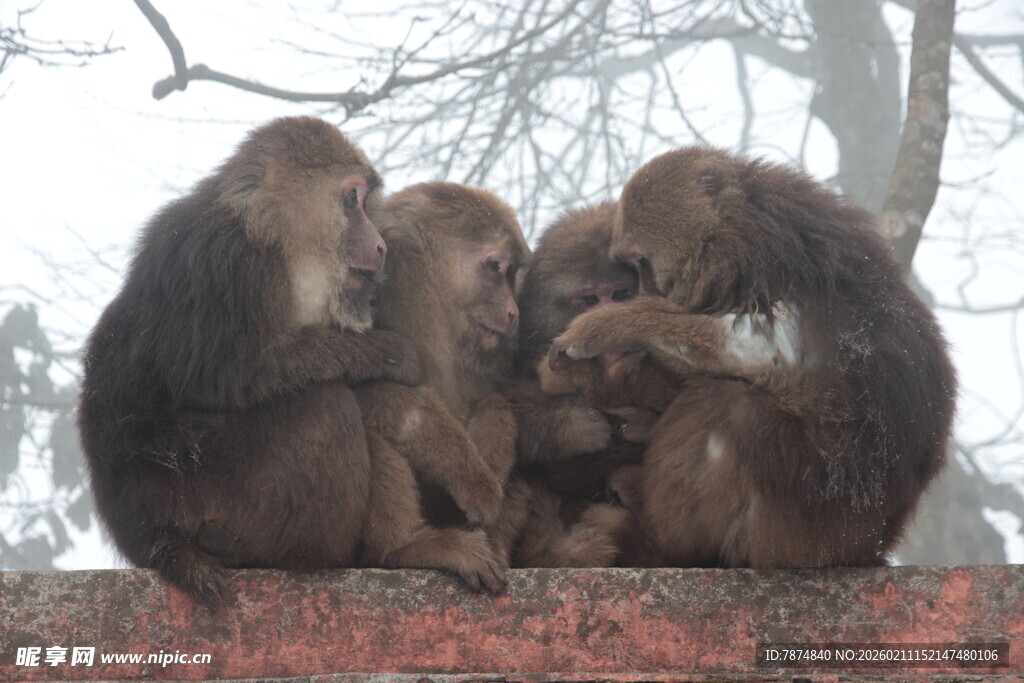 三只猴子亲昵依偎