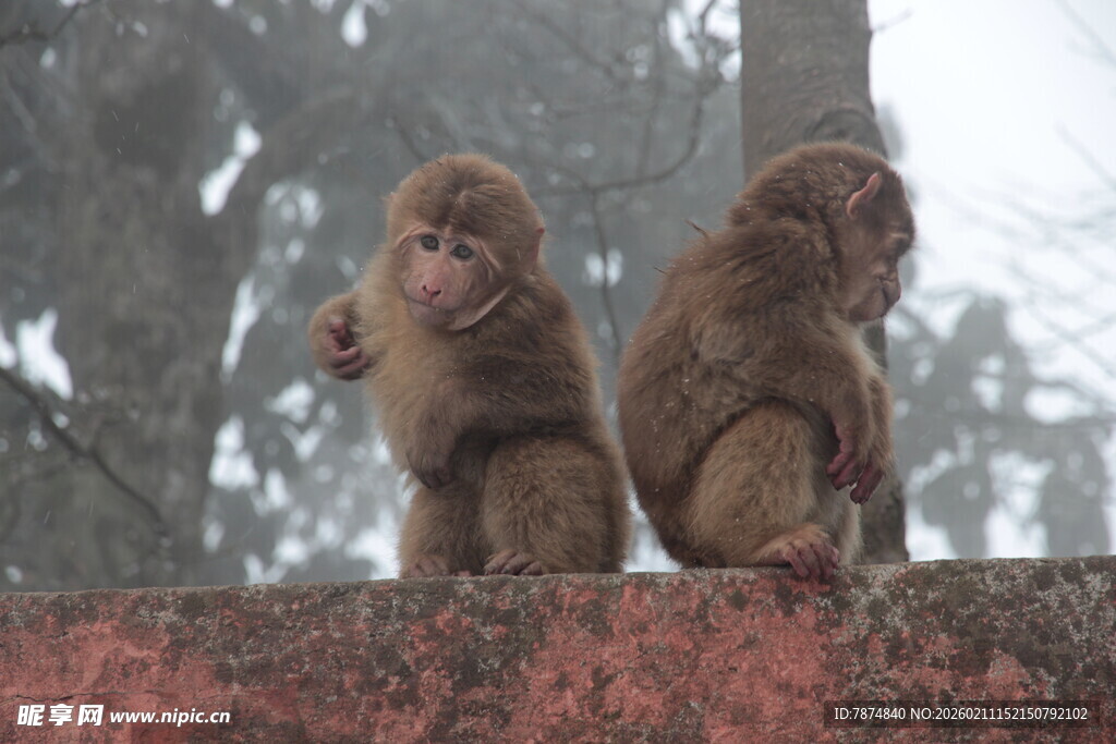 两只猴子坐于石上