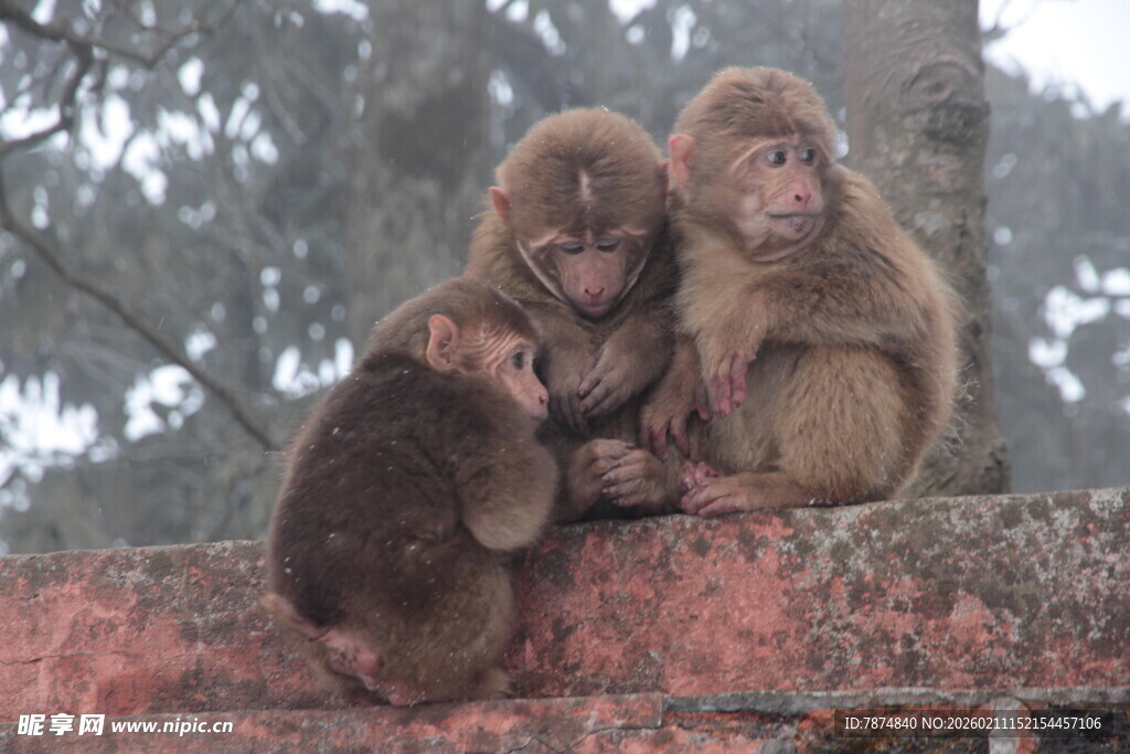 四只猴子依偎在一起