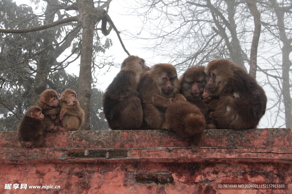 墙边群猴休憩