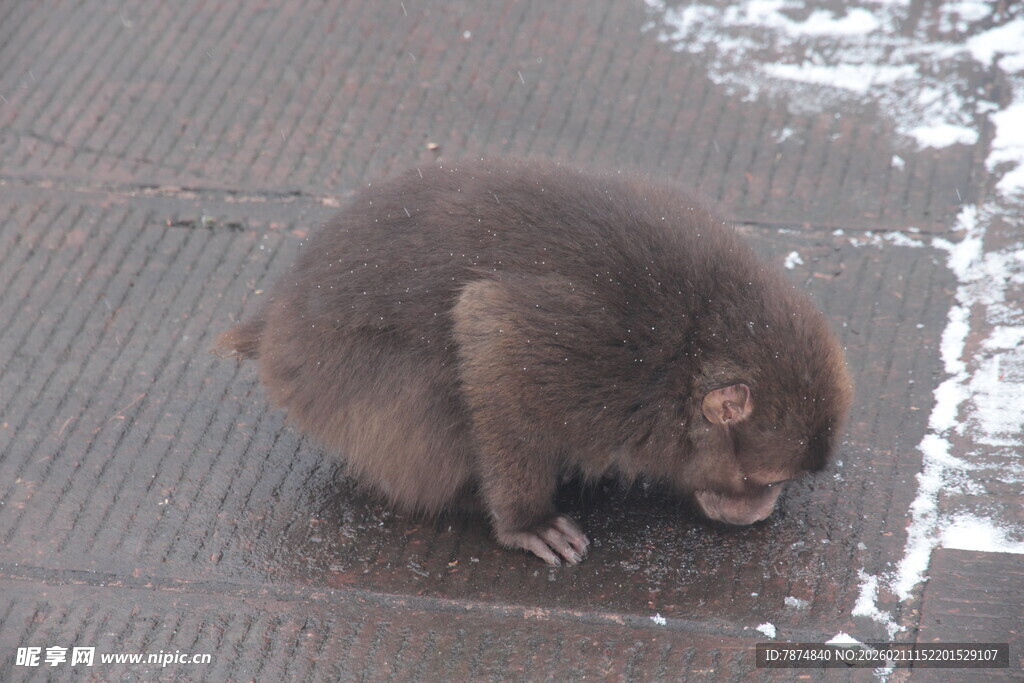 低头嗅地的小猴子