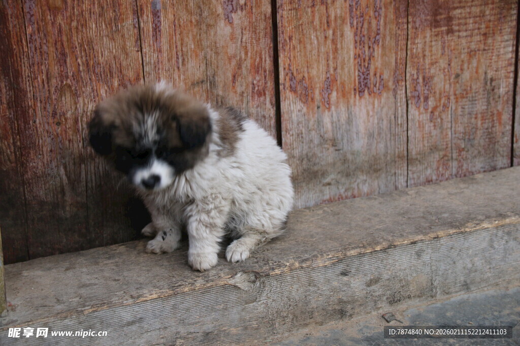 孤独小狗蹲坐木墙旁